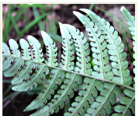 Another rare plant